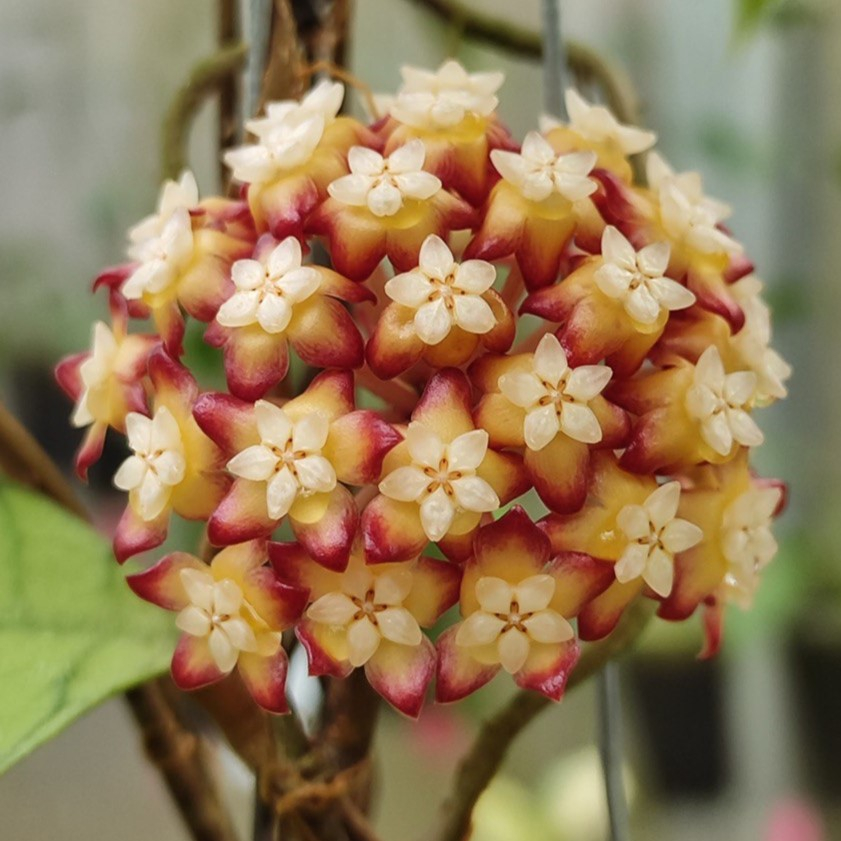 Hoya Calistophylla