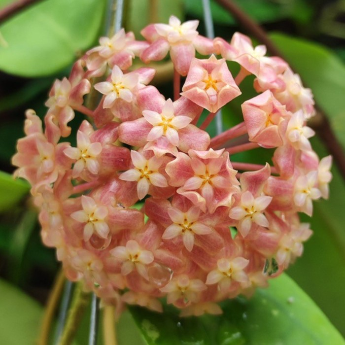 Hoya SP
