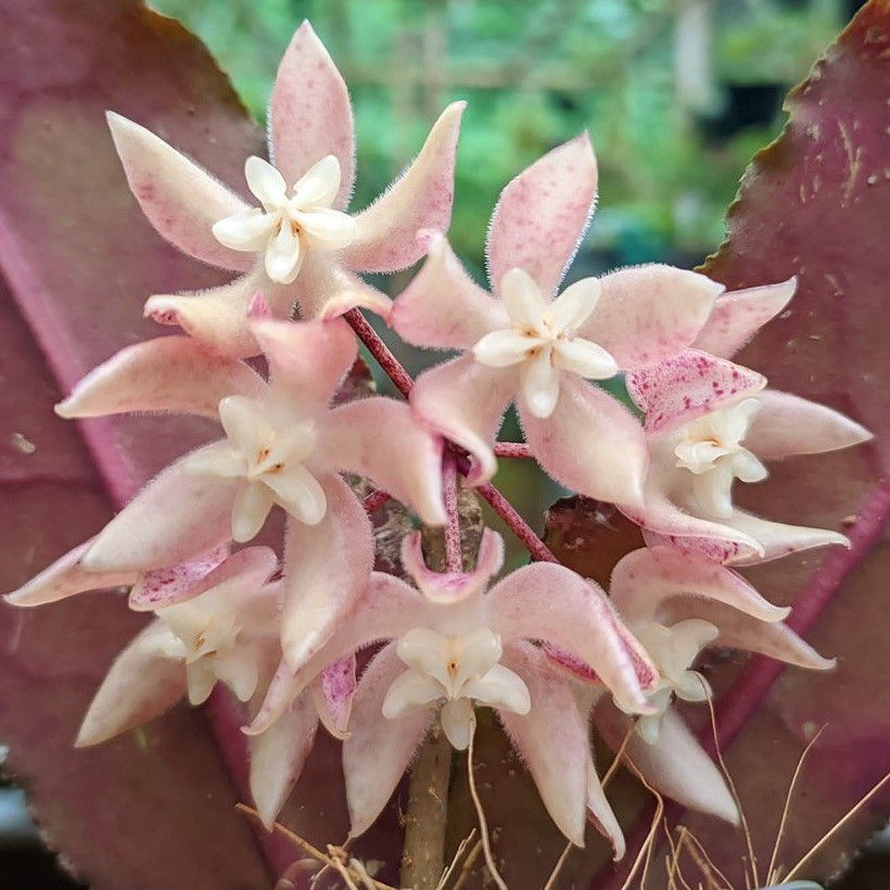 Hoya Undulata
