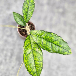 Hoya Clemensiorum Sarawak #002 Hoya Clemensiorum Sarawak #002