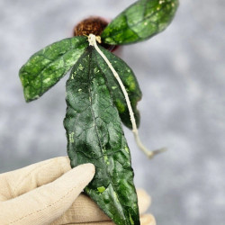 Hoya Clemensiorum Borneo Spesies Hoya Clemensiorum Borneo Spesies