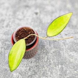 Hoya Cinnamomifolia Var Hoya Cinnamomifolia Var