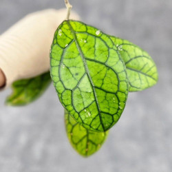 Hoya Clemensiorum Sarawak #001 Hoya Clemensiorum Sarawak #001