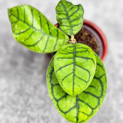 Hoya Calistophylla Chibi Hoya Calistophylla Chibi