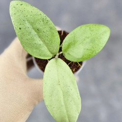 Hoya Menak Sopal Hoya Menak Sopal