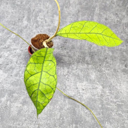 Hoya Clemensiorum Borneo #004 Hoya Clemensiorum Borneo #004